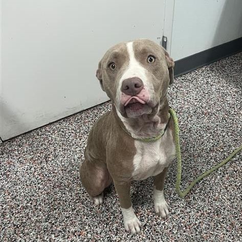 Hello my name is Roxie