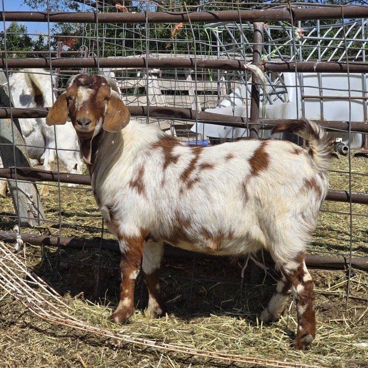 Dapple Boer buck