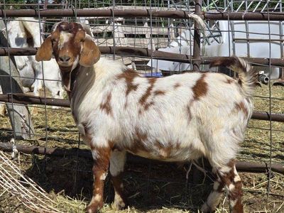 Dapple Boer buck
