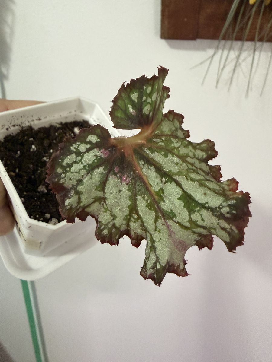 “Rager” Begonia Rare