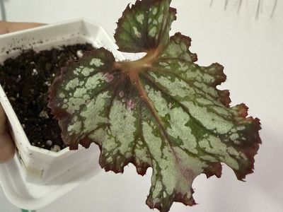 “Rager” Begonia Rare
