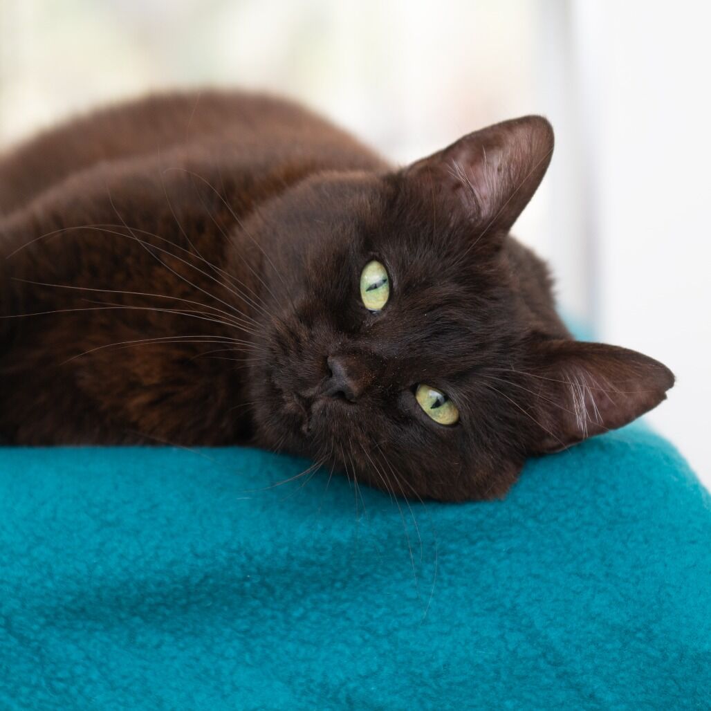 Hello my name is Poly