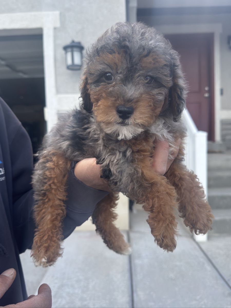 2 Female Maltipoo Puppies