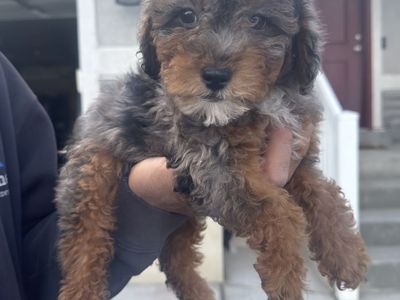 2 Female Maltipoo Puppies