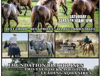 25 Annual Labor Day Weekend Horse Sale with Tack, Gear, Art, Music and Food!