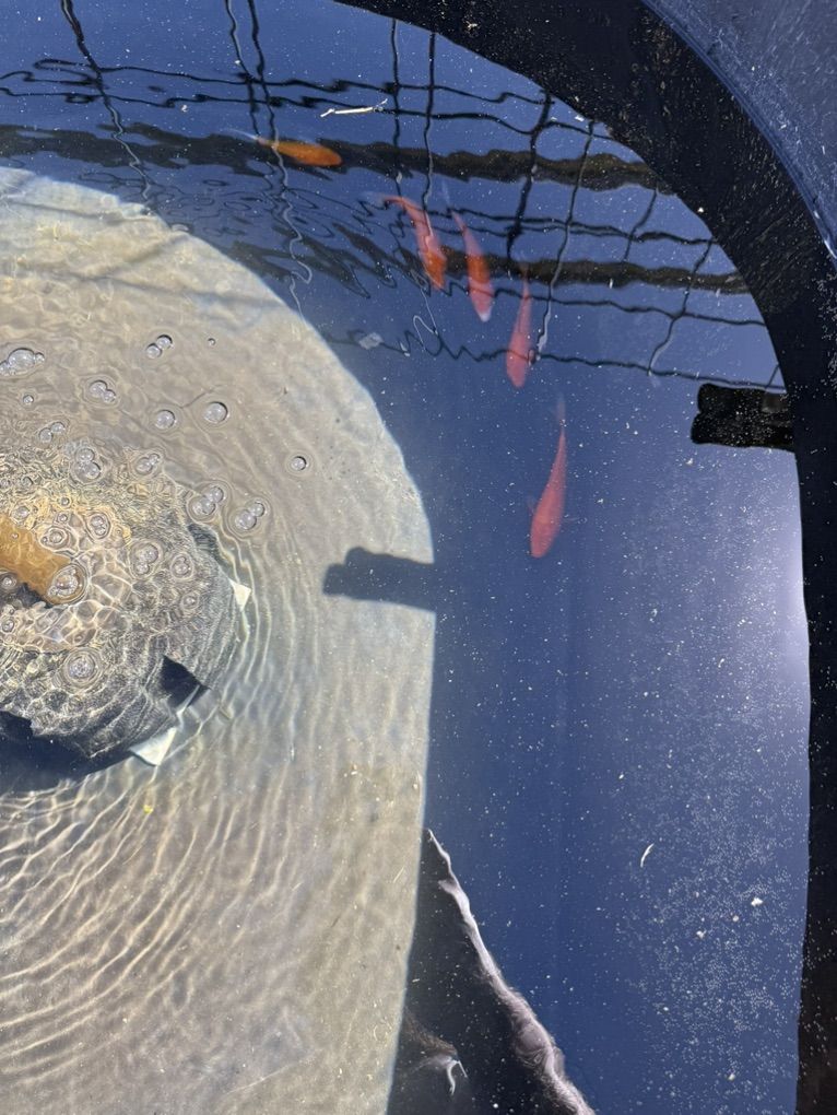 Koi 5-6 Inch