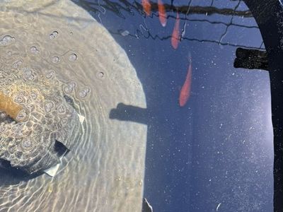 Koi 5-6 Inch