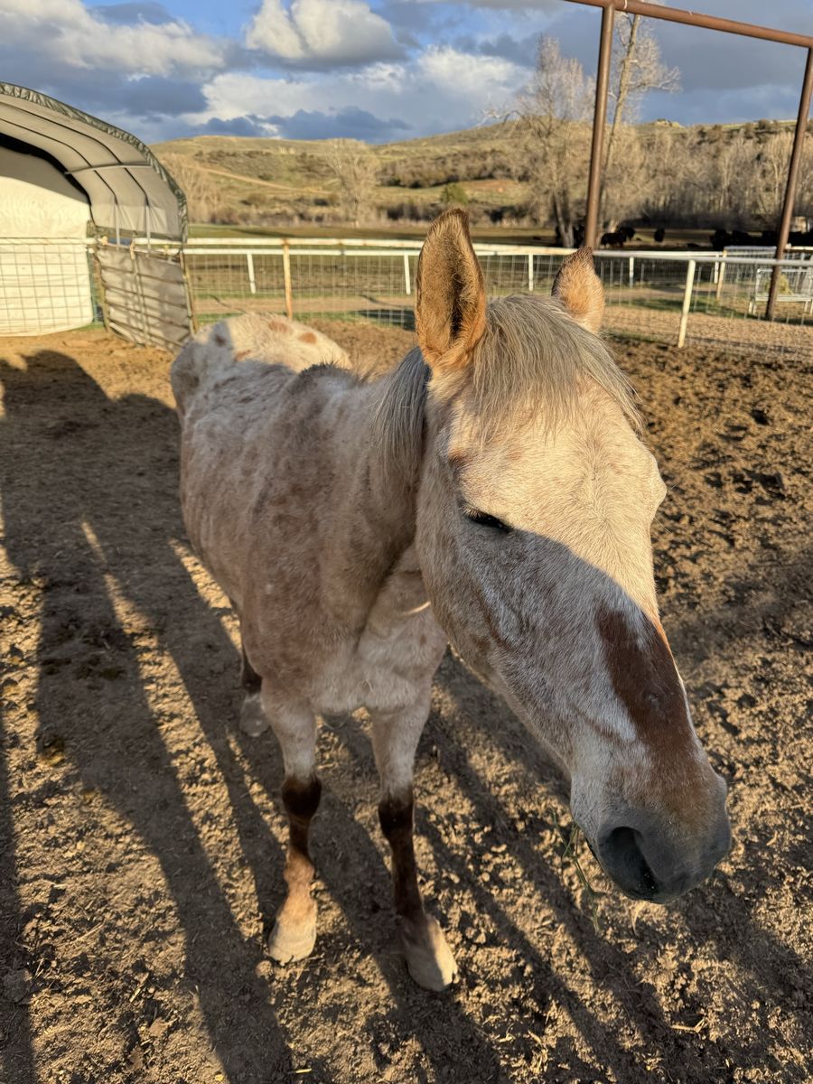Registered Appy Brood Mare With Colt