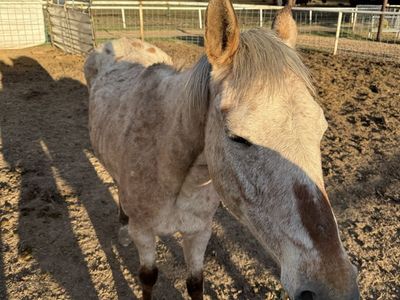 Registered Appy Brood Mare With Colt