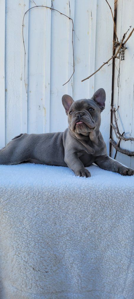 french bulldogs