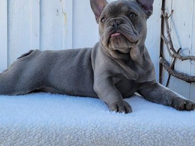 french bulldogs