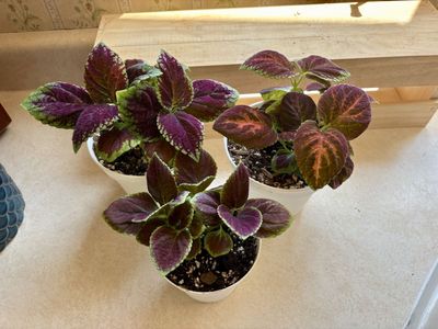 Potted Coleus Houseplants