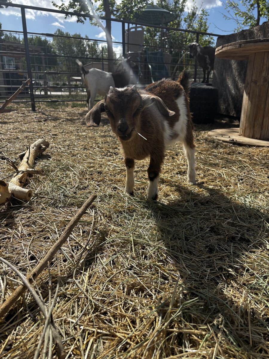 Nigerian Dwarf Doelings