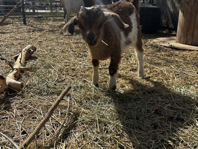 Nigerian Dwarf Doelings