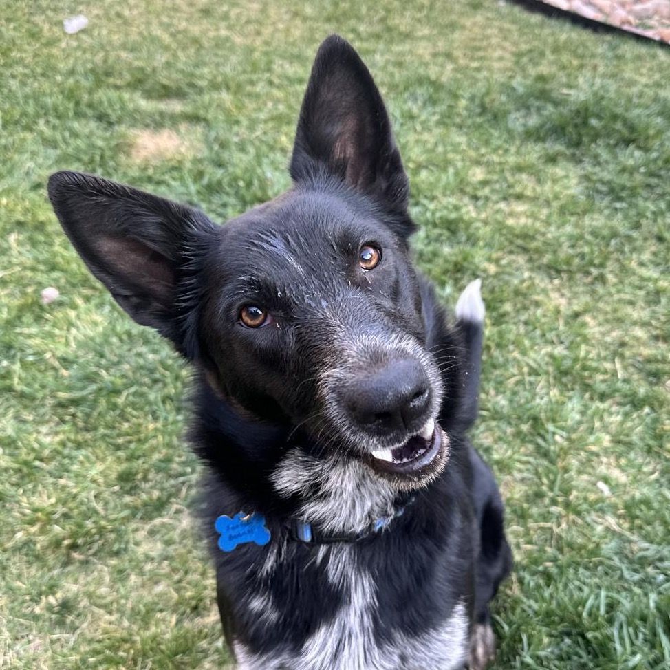 Hello my name is Alta