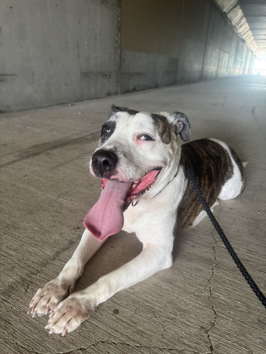 Bully Mix