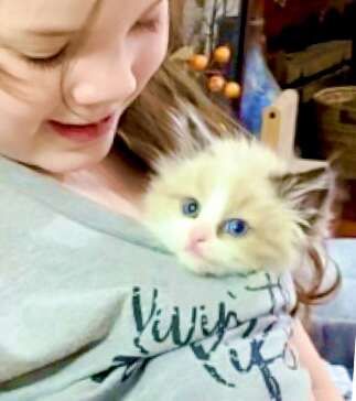 STUNNING SWEET Ragdoll kittens--STAY TINY--(SO AFFECTIONATE), Do tricks--Puppy/Doglike! Shed less and less allergenic!
