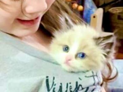 STUNNING SWEET Ragdoll kittens--STAY TINY--(SO AFFECTIONATE), Do tricks--Puppy/Doglike! Shed less and less allergenic!