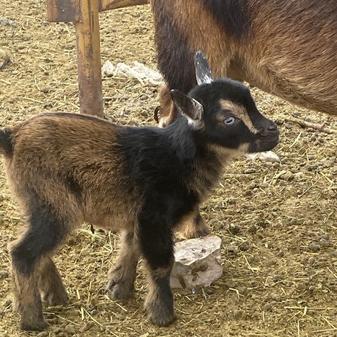 Baby pigmy goat.  (Female)
