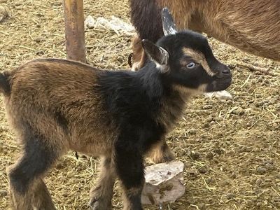 Baby pigmy goat. (Female)