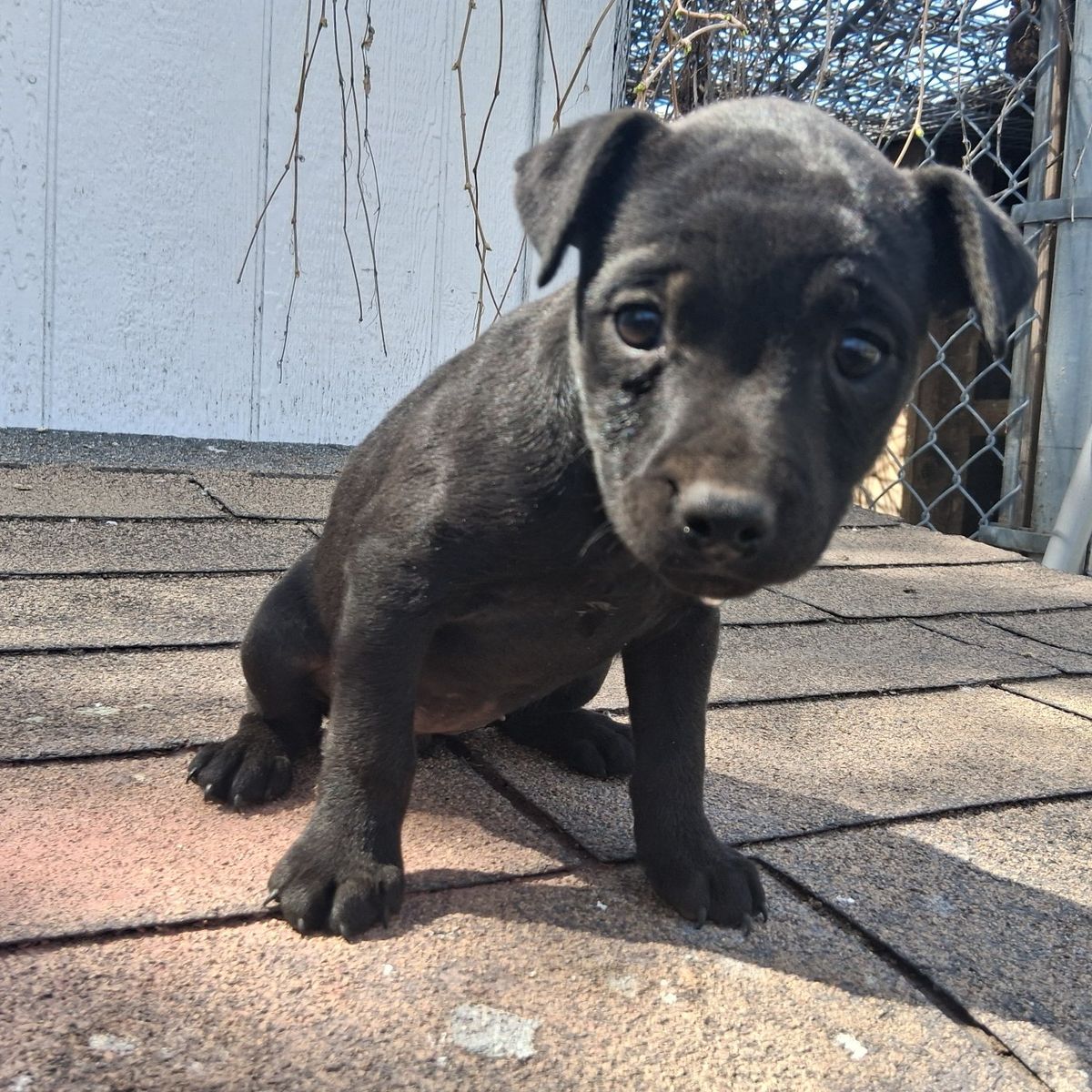 Patterdale Terrier Female