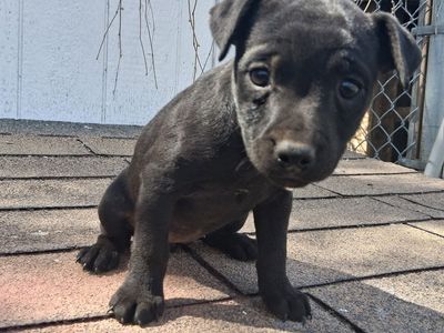 Patterdale Terrier Female