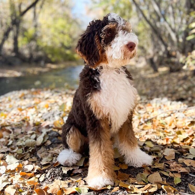 Multigen Bernedoodle Chocolate CLEAR