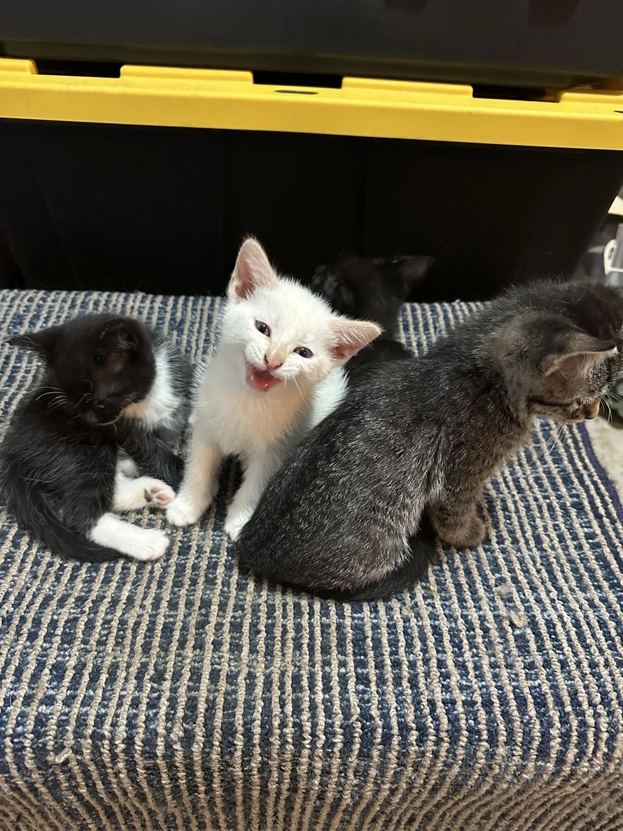 Free Kittens in need of forever homes!