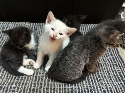 Free Kittens in need of forever homes!