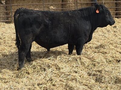 Registered Balancer Bulls