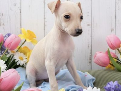 Italian Greyhound Puppies GOING FAST!! IGGIES