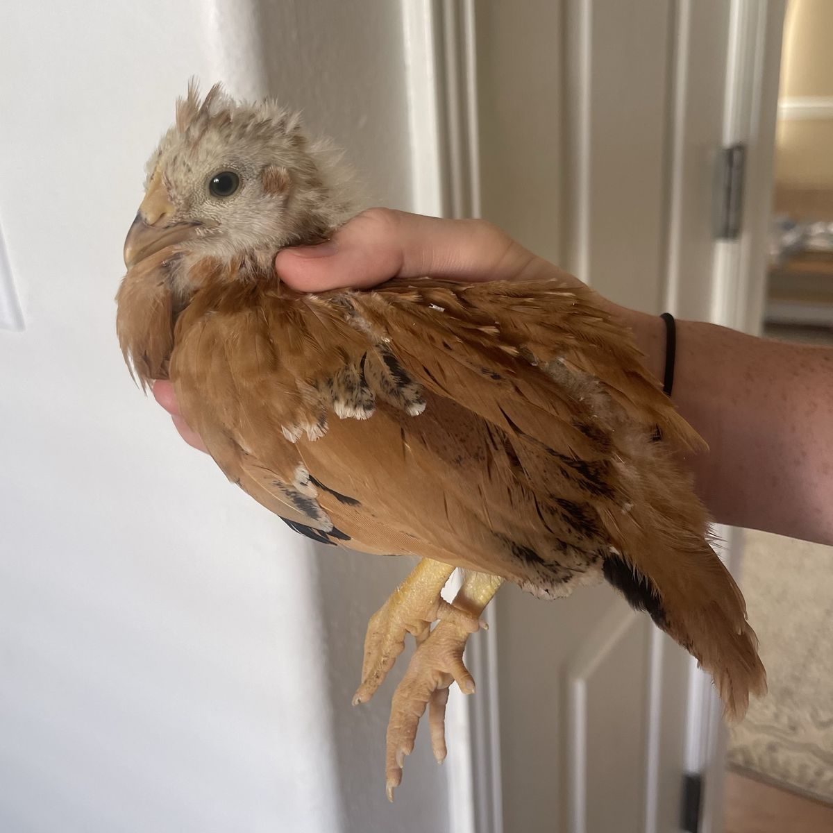 Two Free 4-Week Old Chicks, Barnyard Mix (Bantam + Large Fowl)
