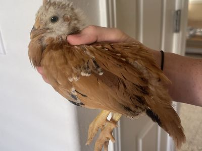Two Free 4-Week Old Chicks, Barnyard Mix (Bantam + Large Fowl)