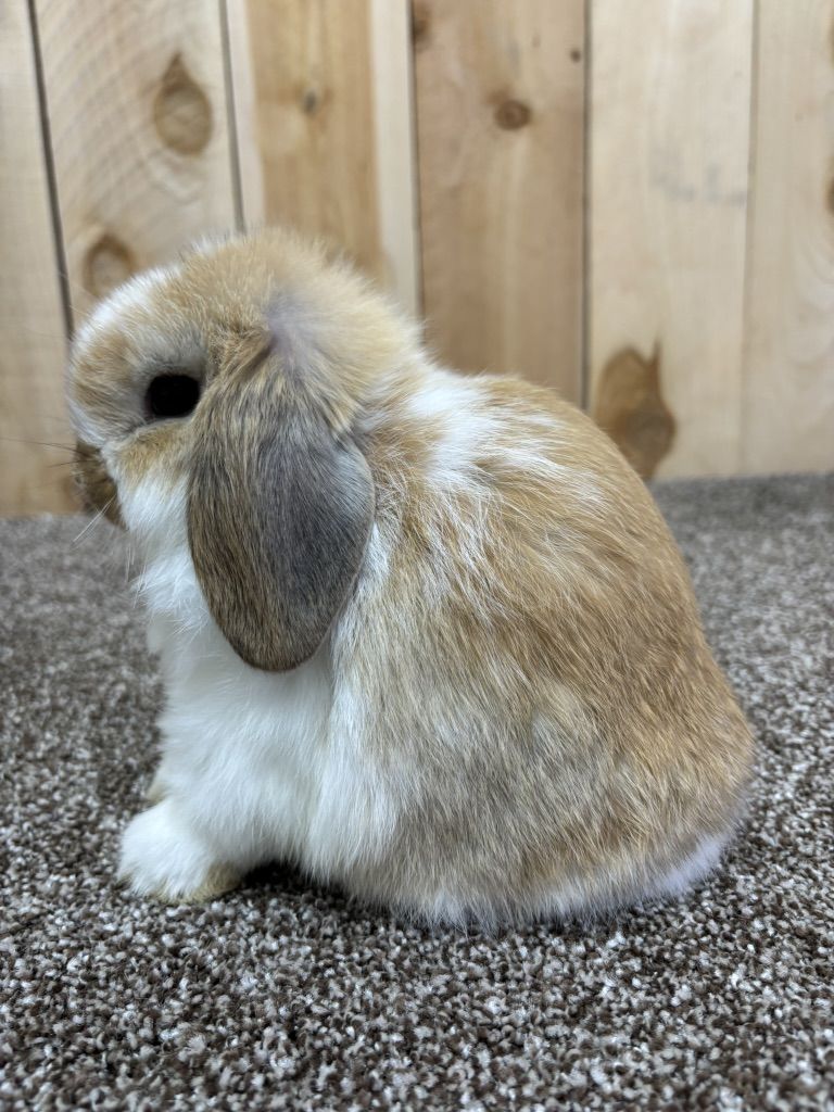 Pedigreed Holland Lop Doe