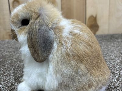 Pedigreed Holland Lop Doe