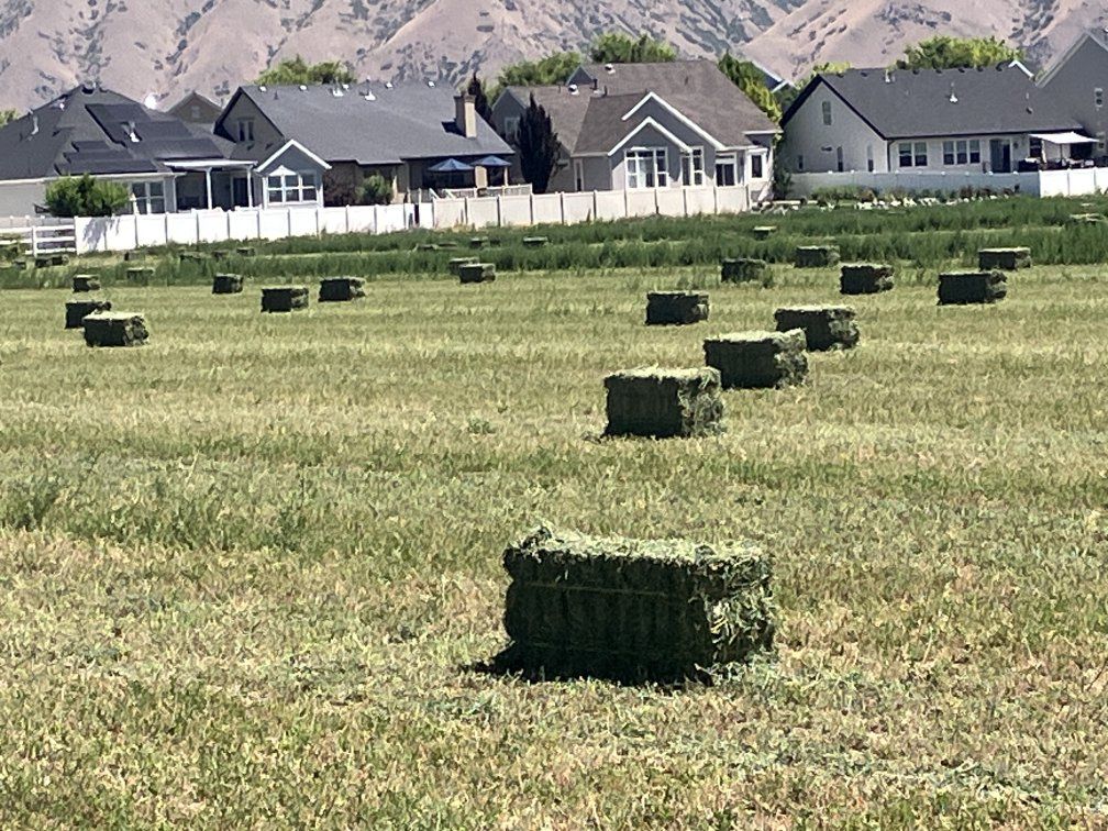premium straight alfalfa