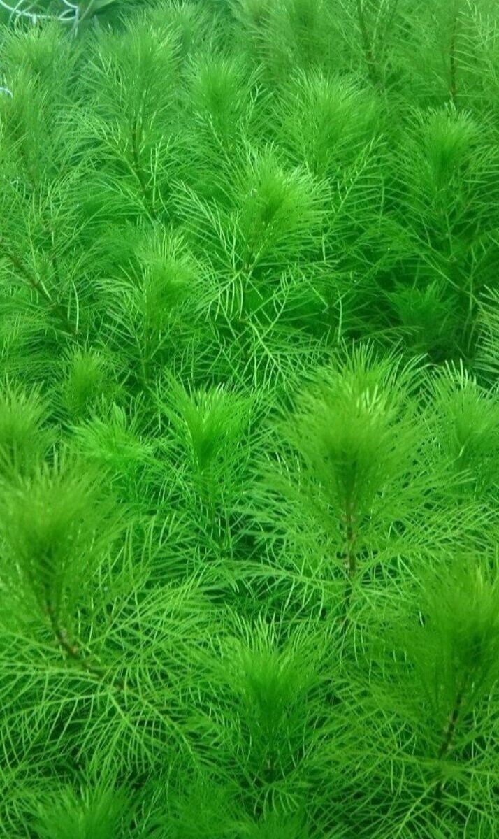 Aquarium plant myriophyllum mattogrossense