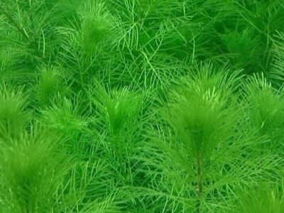 Aquarium plant myriophyllum mattogrossense
