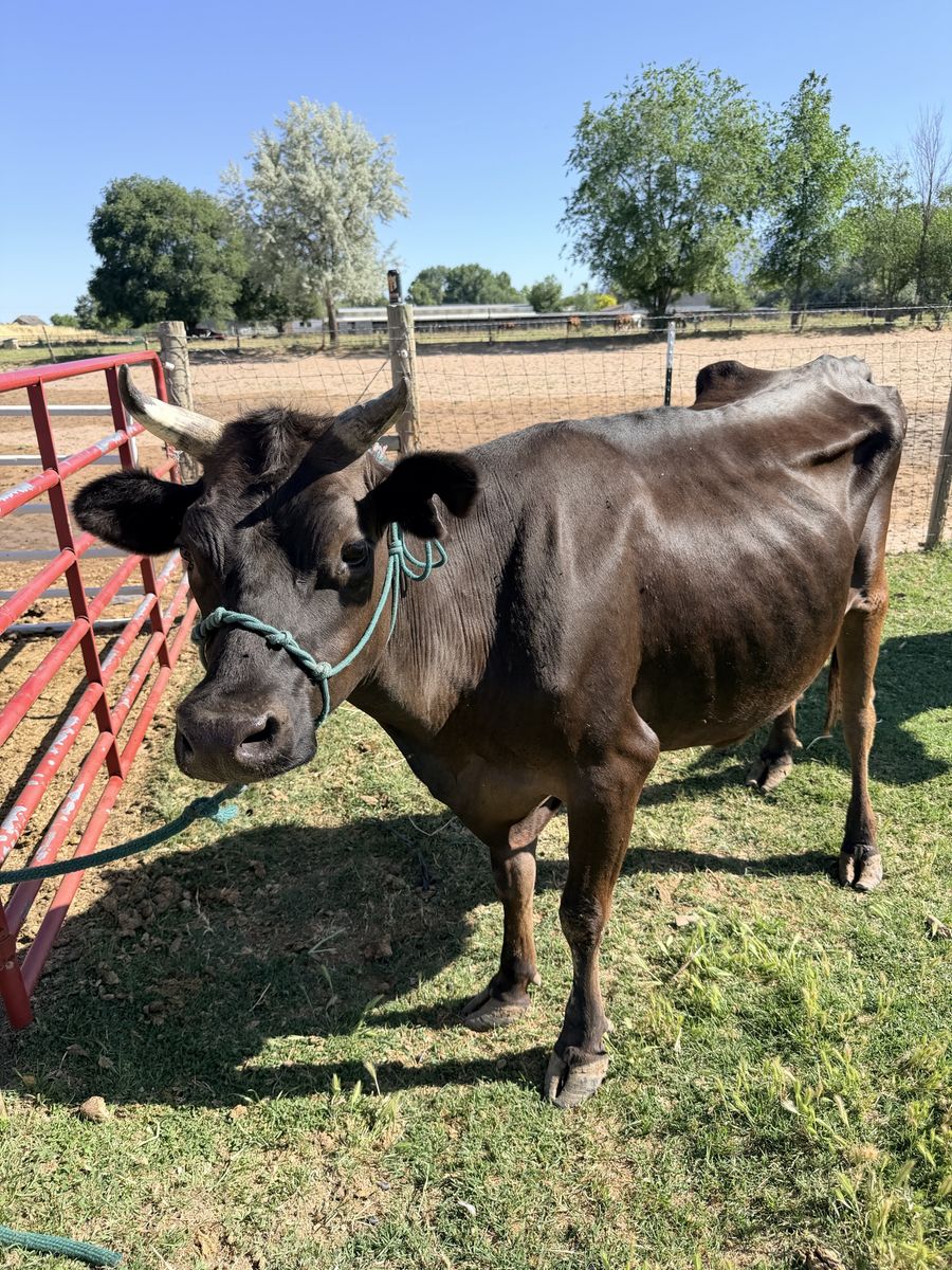 Jersey x cow