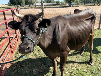 Jersey x cow