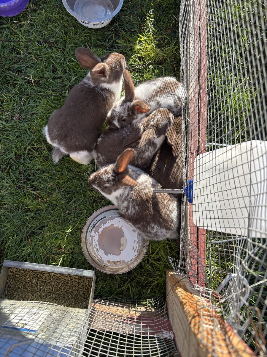 Pure New Zealand (Meat) Broken Chocolate Buck Kits