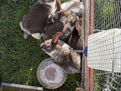 Pure New Zealand (Meat) Broken Chocolate Buck Kits