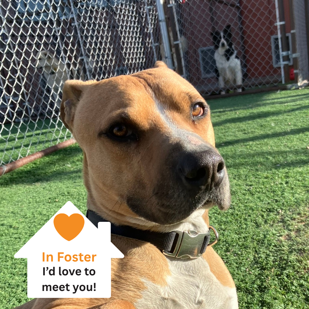 Hello my name is Norman