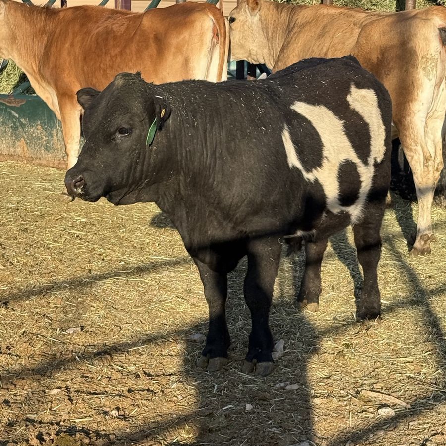 Belted steer