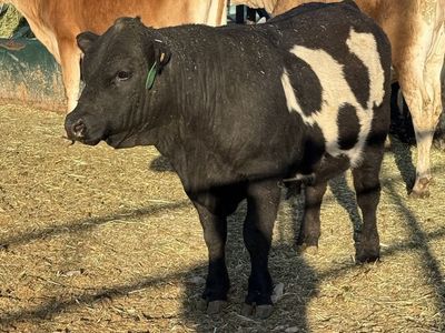 Belted steer
