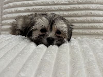 Havanese Puppies