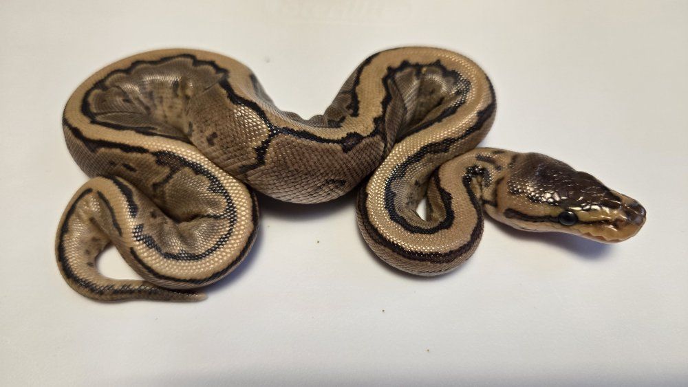 2026 Female ball python baby Fire  or Vanilla Pinstripe 