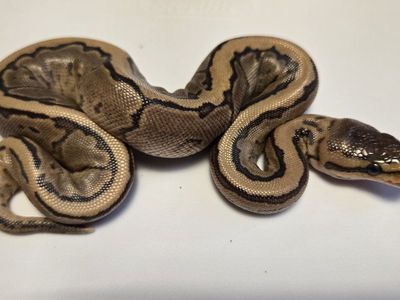 2026 Female ball python baby Fire or Vanilla Pinstripe