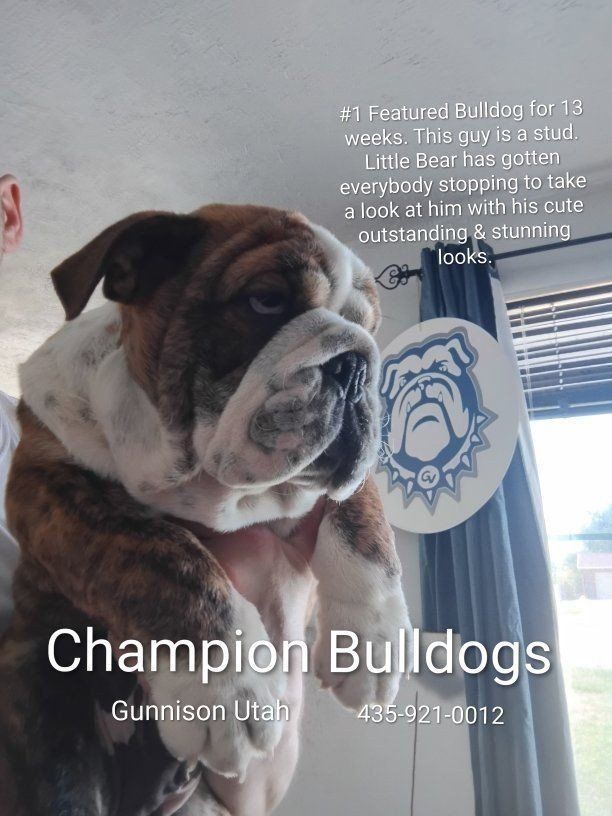 Champion Bulldogs Puppies