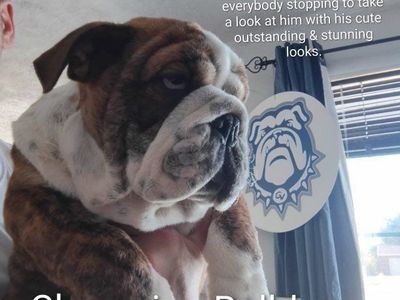 Champion Bulldogs Puppies